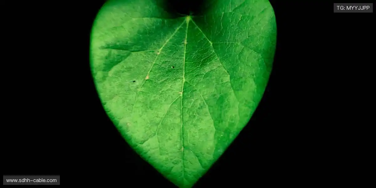 热血赛事，巅峰对决🔥